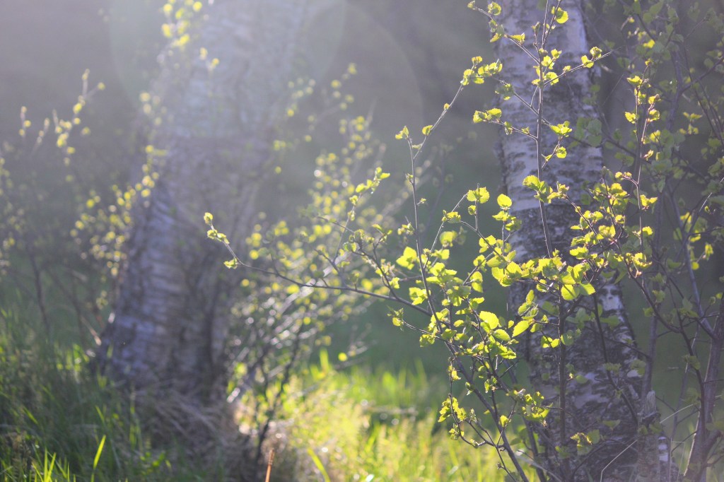 Get back to your roots: These practices could make you feel closer to your&nbsp;ancestors