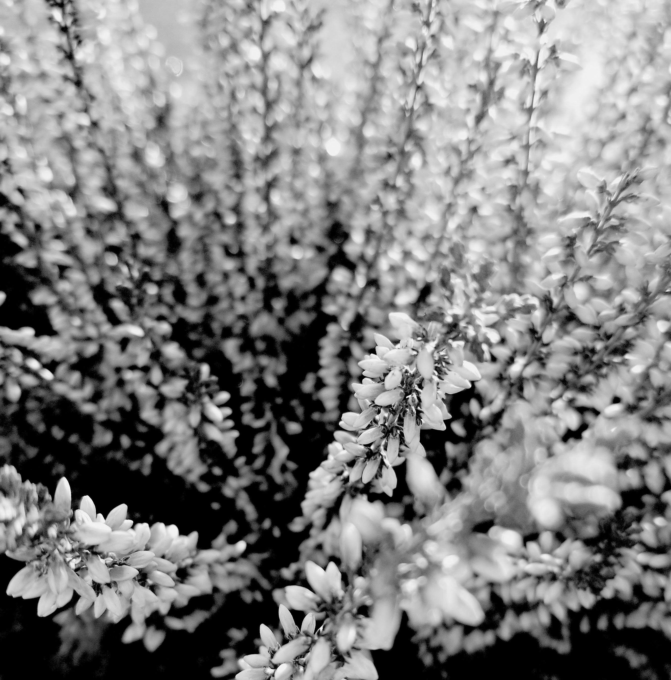 Image courtesy of Emily Iris Degn