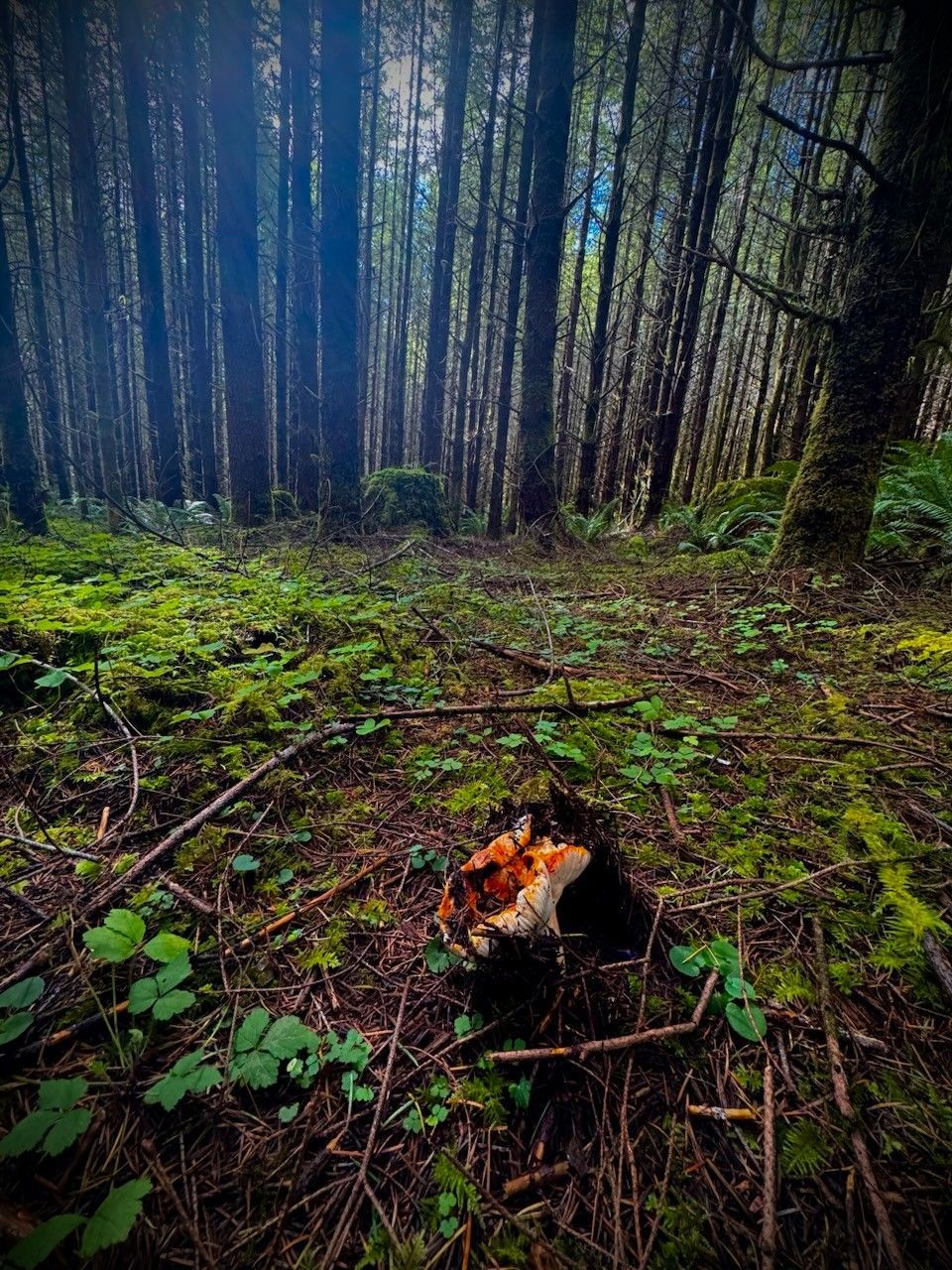 Tall pines forest woods Pacific Northwest dark mist