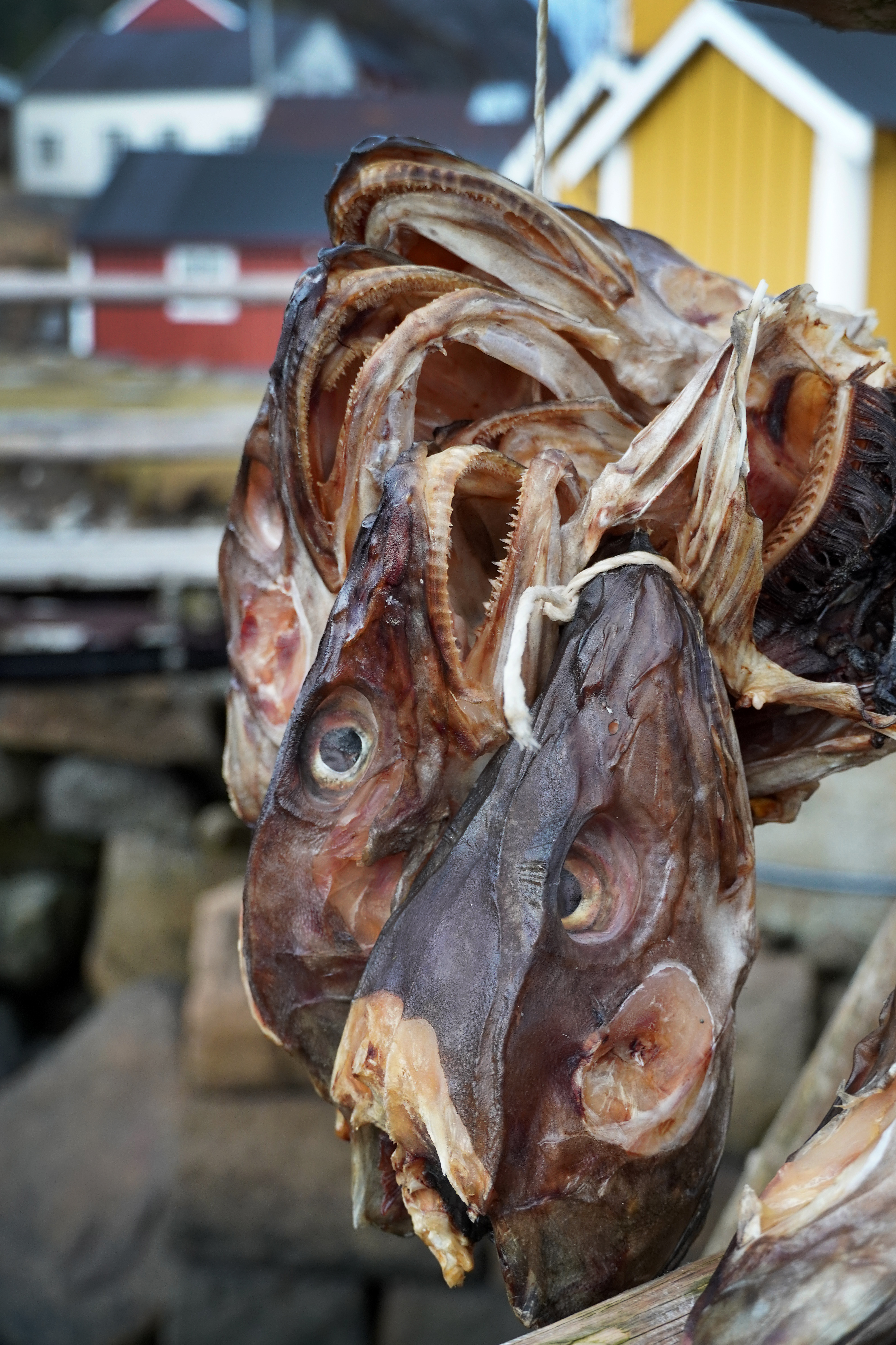 cod heads fish heads Norway Norwegian cuisine