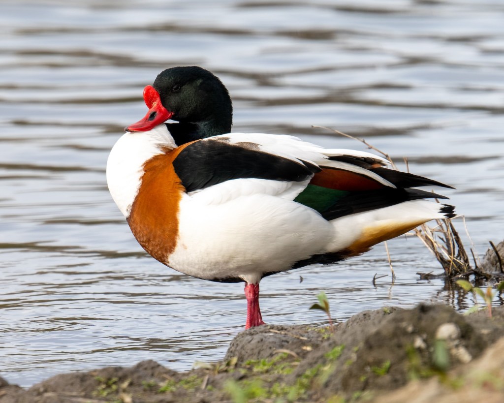 A birder’s guide to Northern&nbsp;Ireland