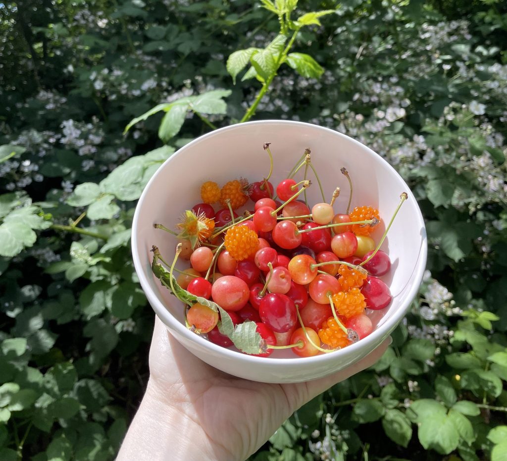 A winter foraging guide to the Pacific&nbsp;Northwest