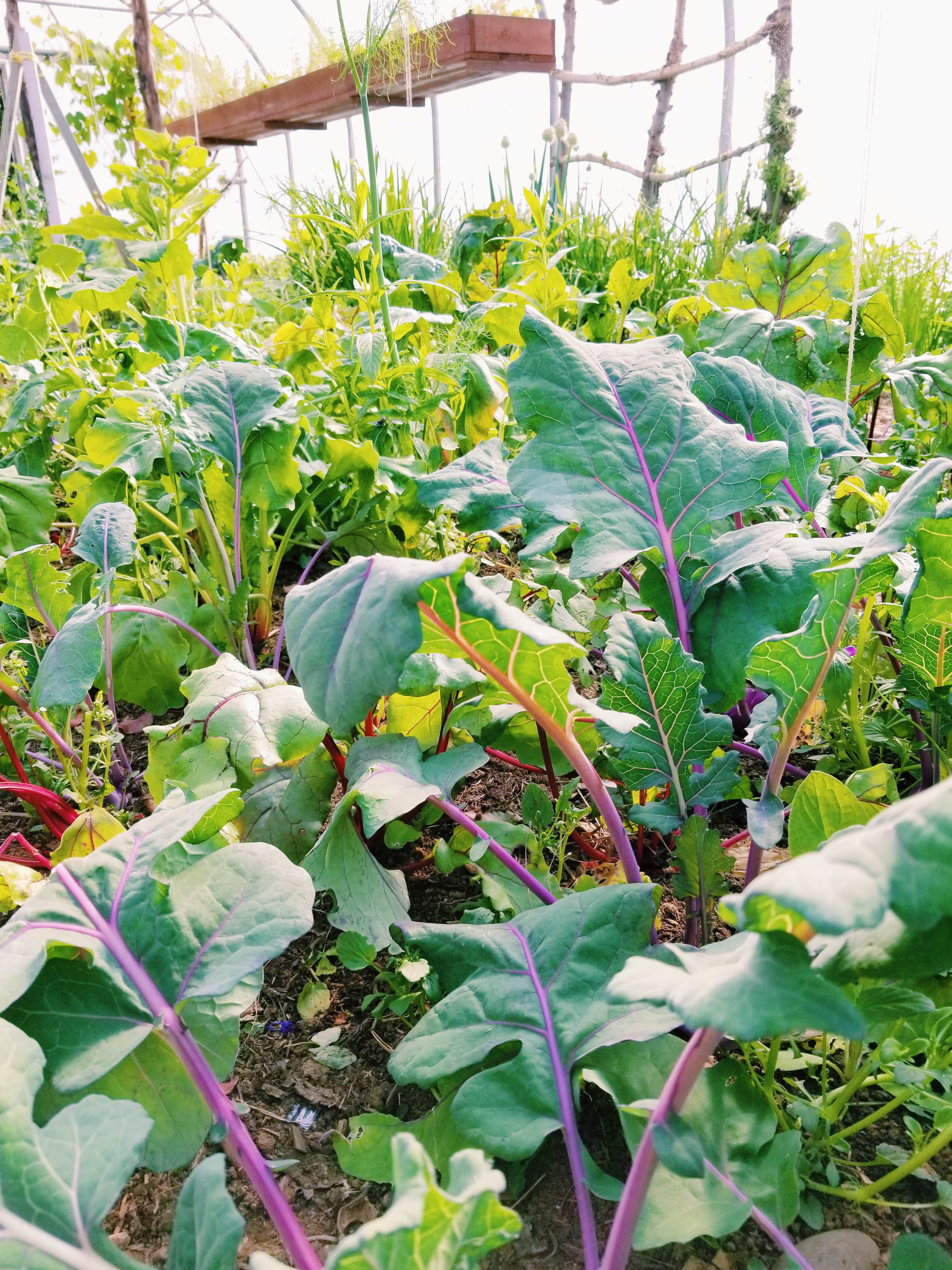 icelandic gardening greens arctic cuisine