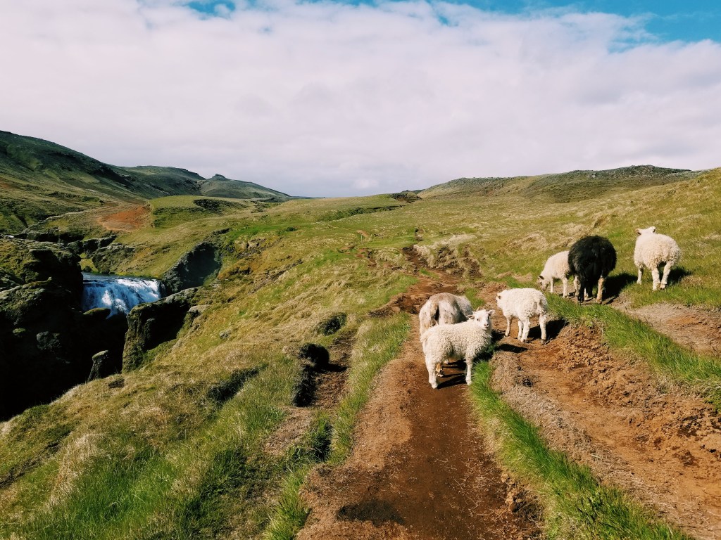 How eco-friendly is wool? Here’s what you need to&nbsp;know