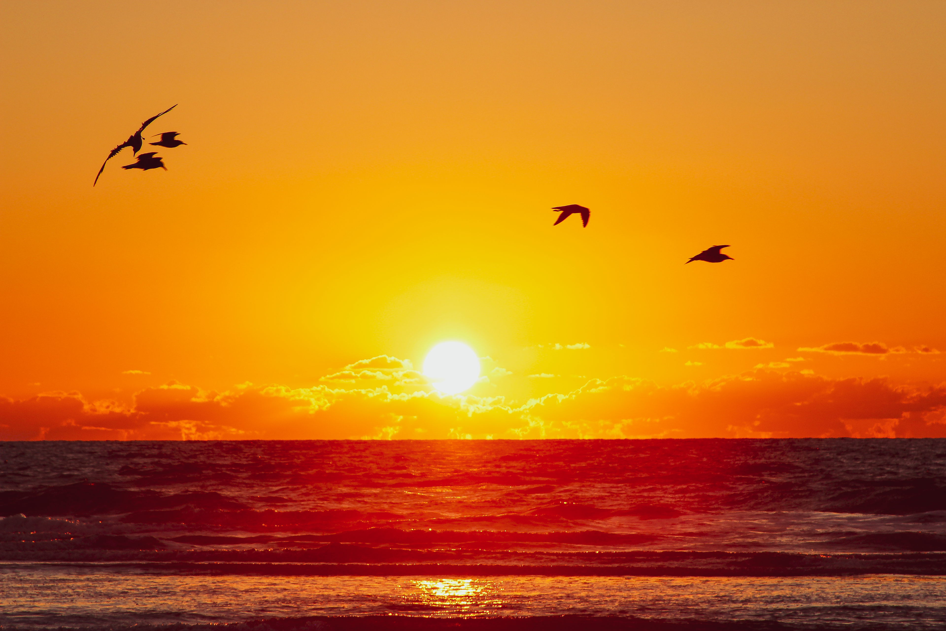 Topsail at sunrise birds ocean beach seagulls orange sky