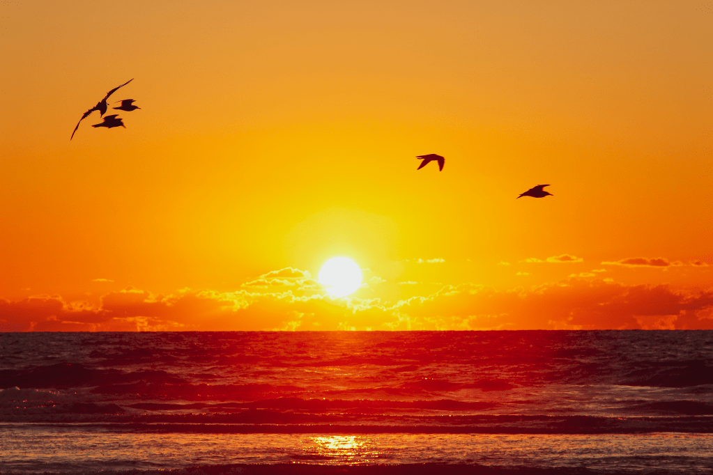 Topsail at sunrise birds ocean beach seagulls orange sky