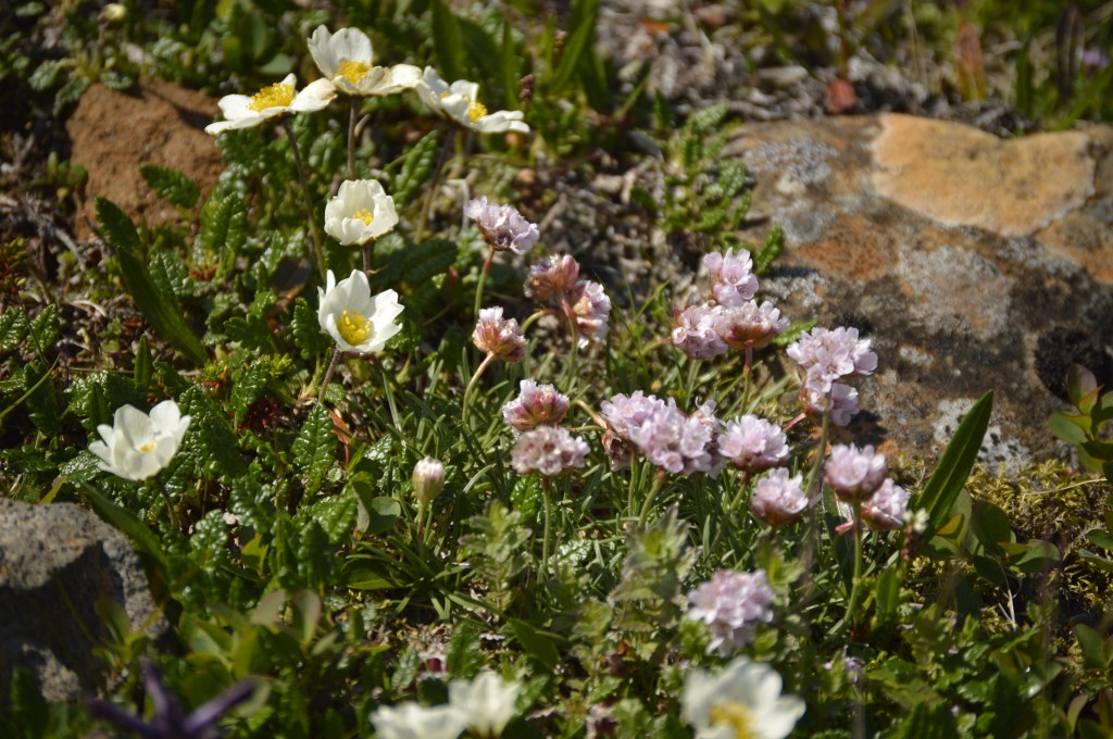 How climate change is affecting&nbsp;flowers