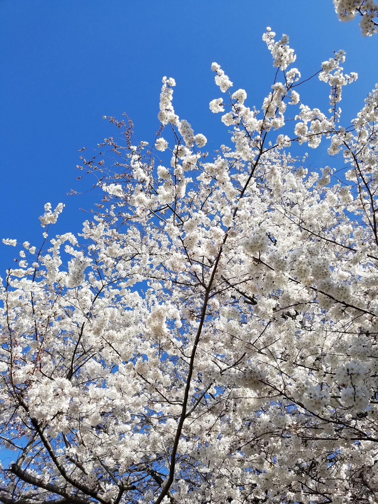 cherry blossoms flowers tree nature spring blue sky