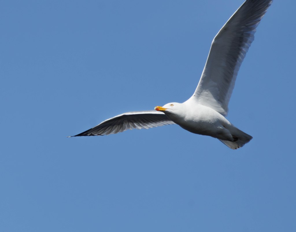 A birder’s guide to New&nbsp;England