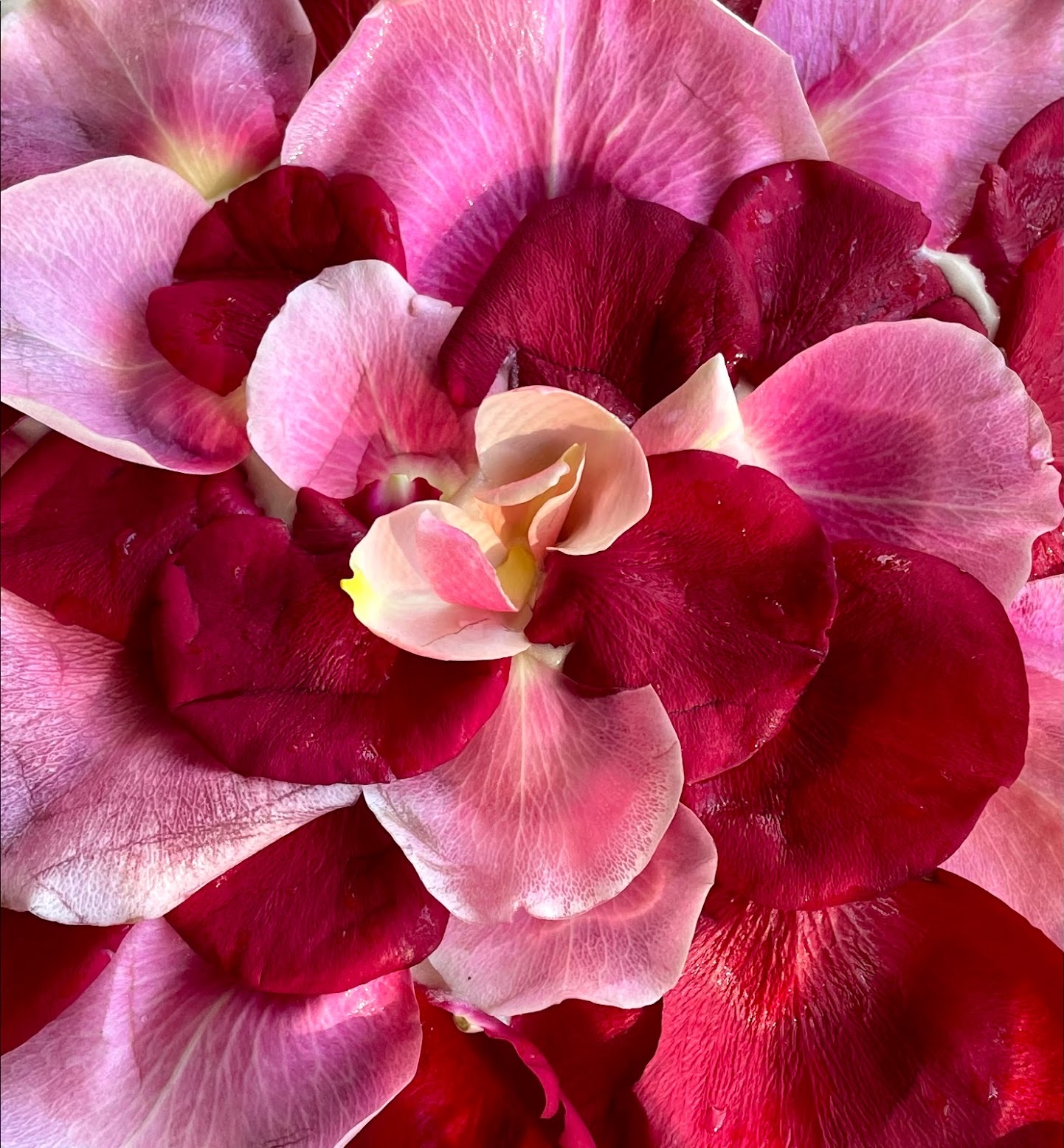 rose cake midsummer beltane scandinavia