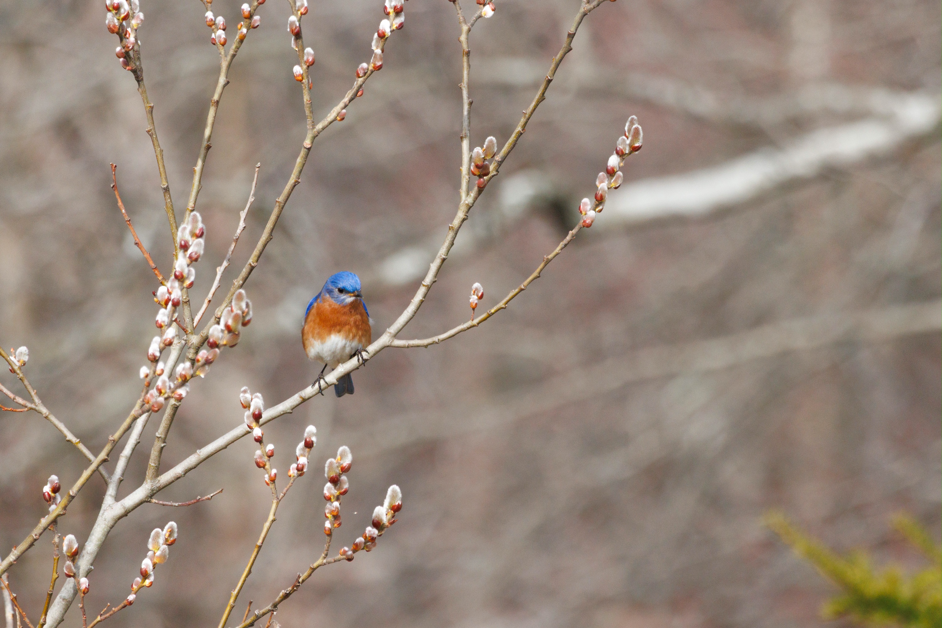 Eastern bluebird perched on New England branch