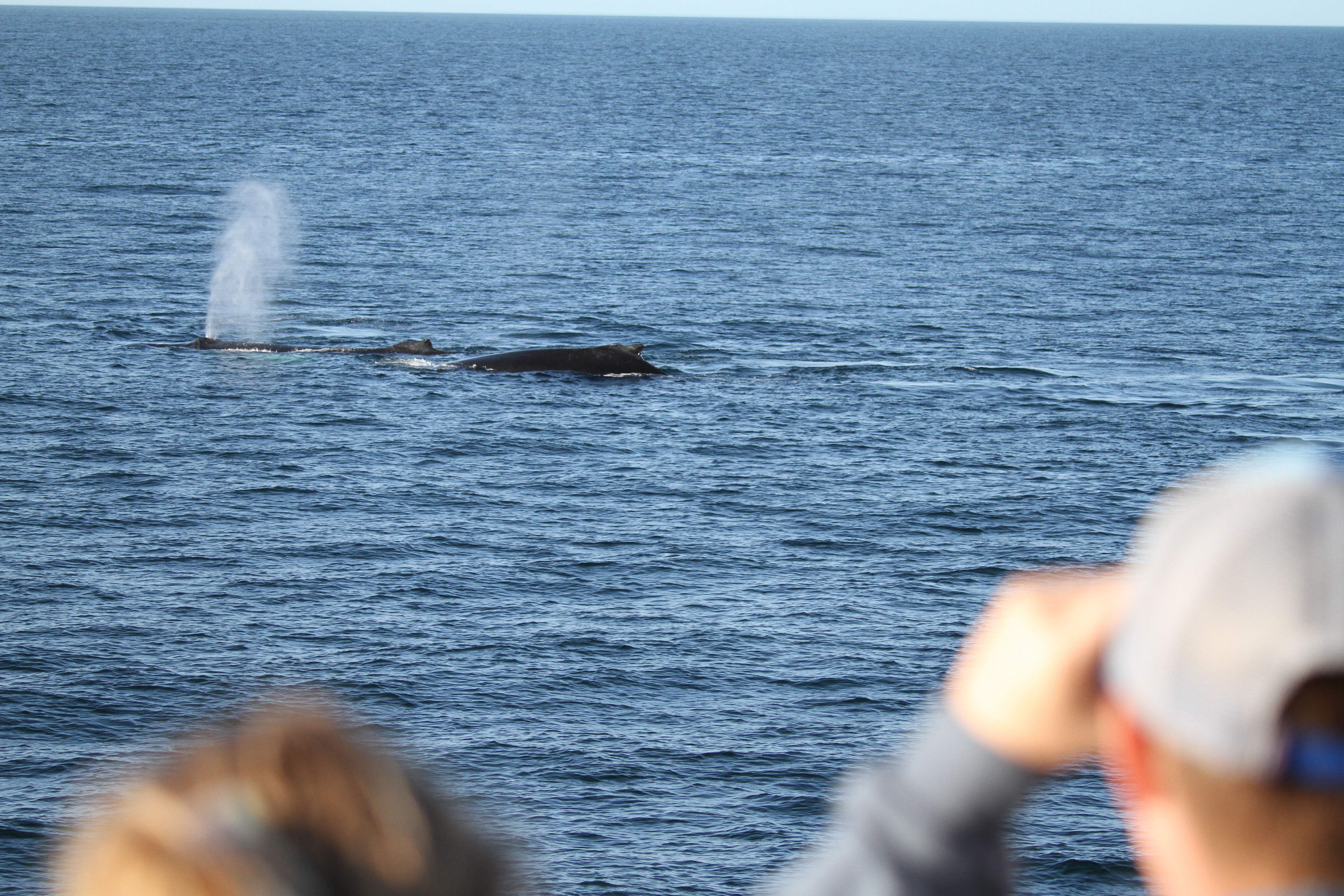 whale watching ocean tourism coolcations