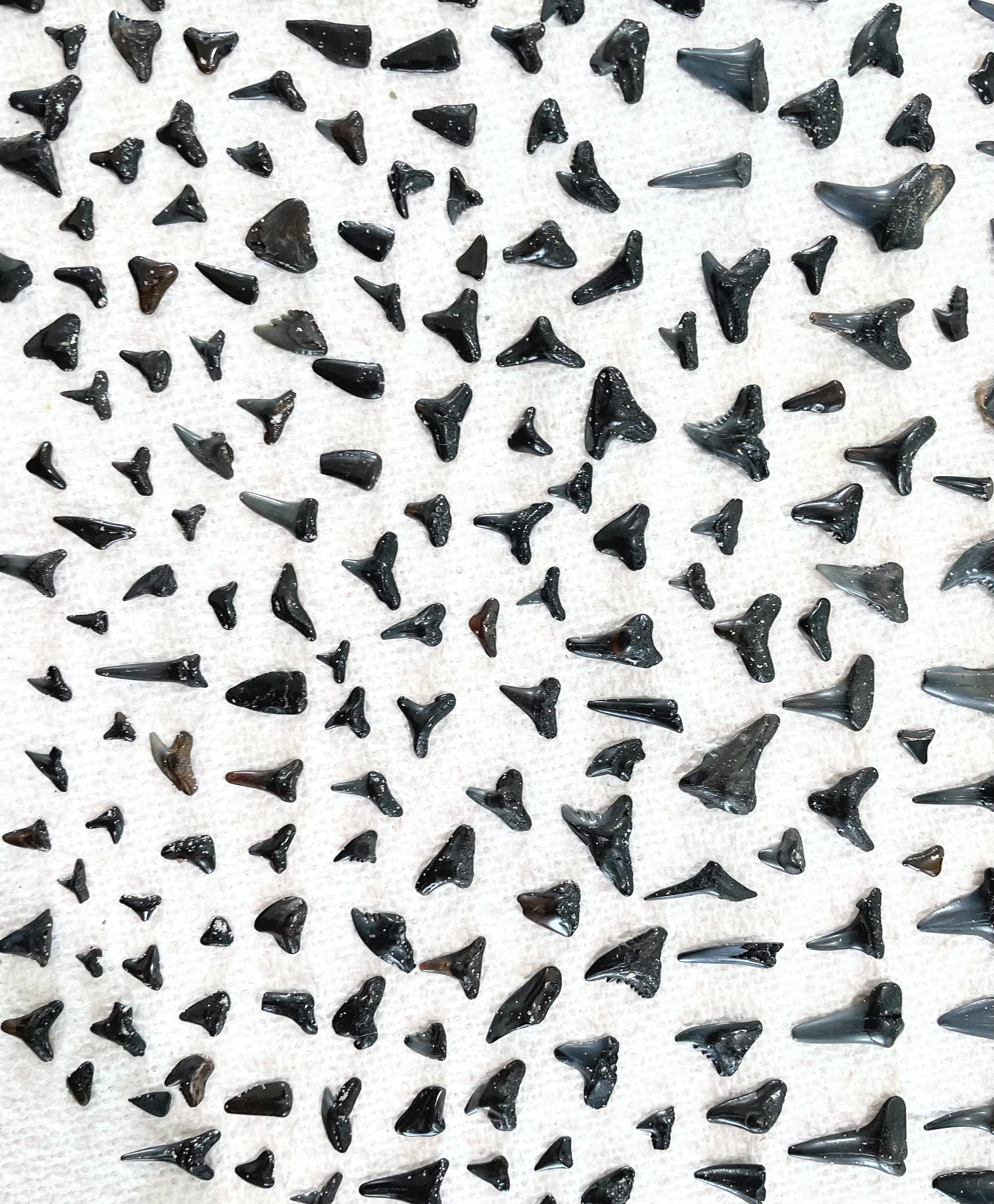 land art nature shark teeth ocean