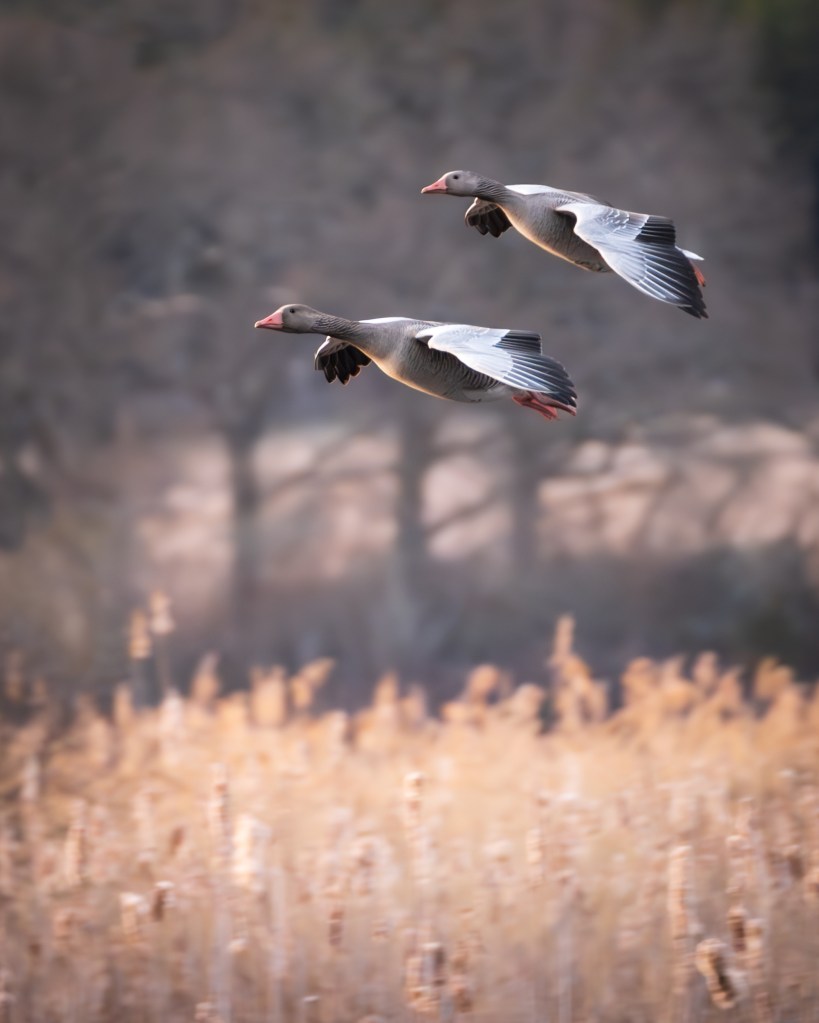 Greylag geese flying fields woods autumn