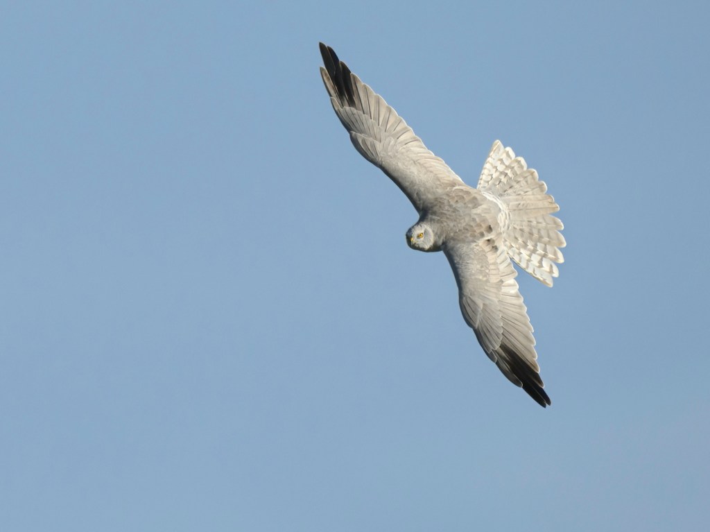 bird, feathers, flight, raptor