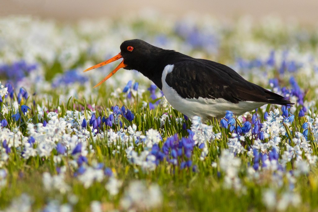 A birder’s guide to Gotland,&nbsp;Sweden