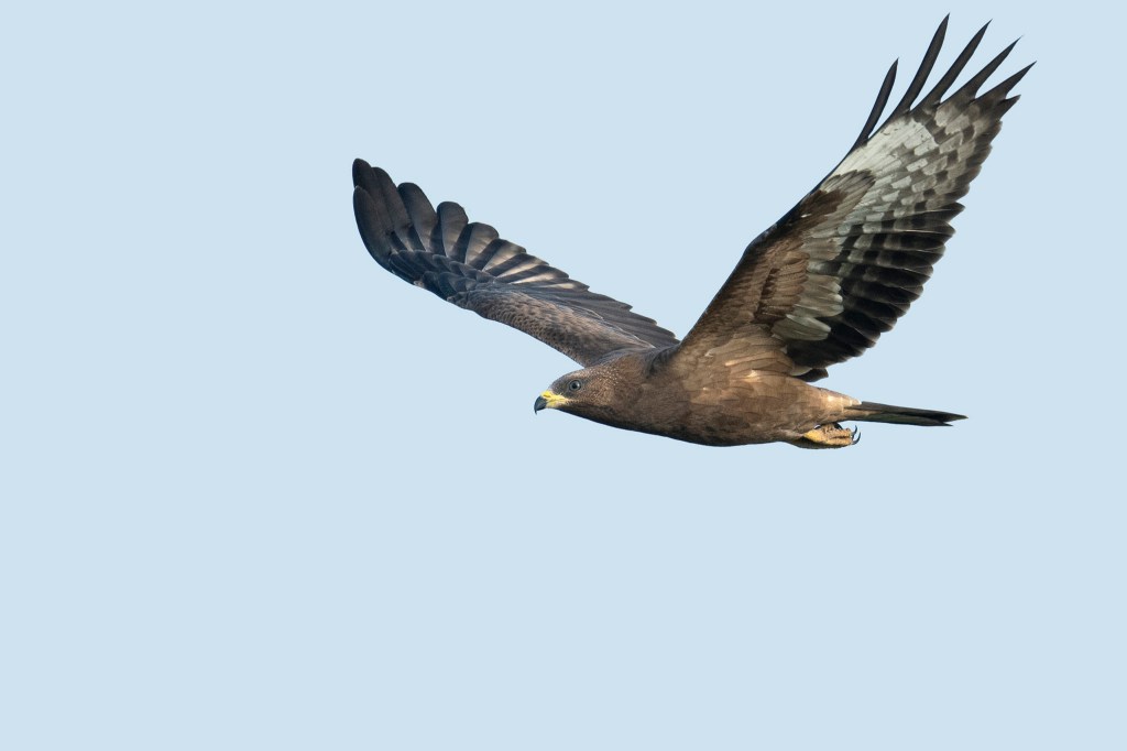 A birder’s guide to the Scandinavian fall&nbsp;migration