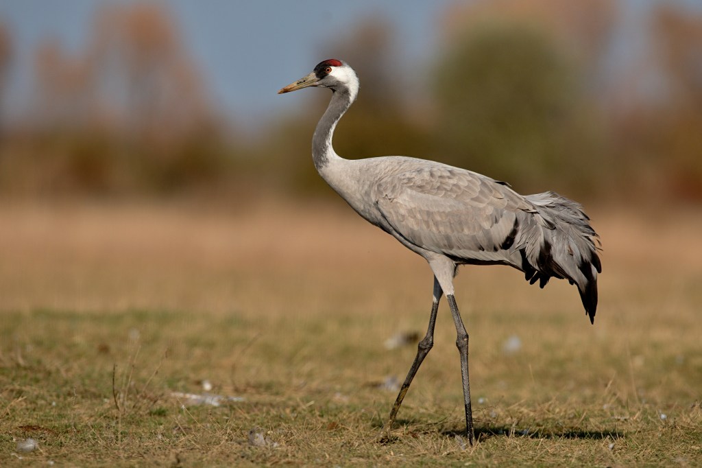 Common Crane