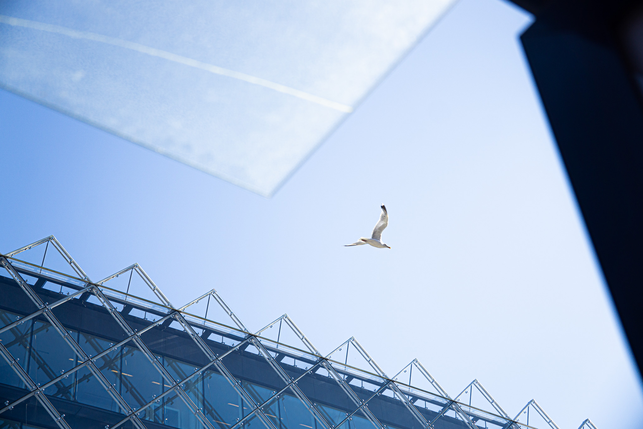 birds city architecture Copenhagen