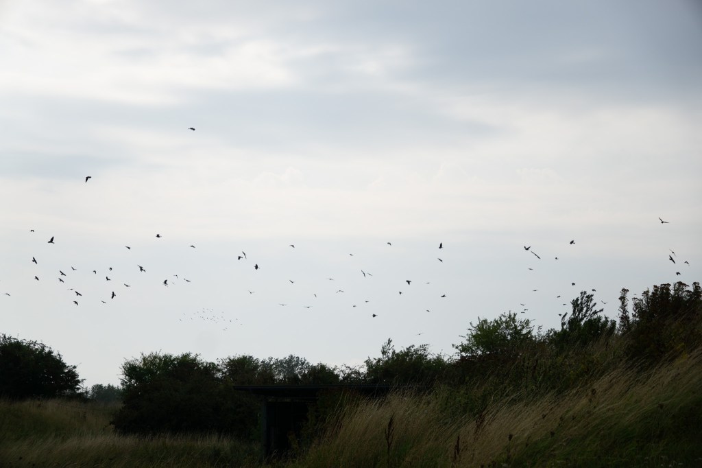Copenhagen summer family community park Stevns Klint farm walking nature birds