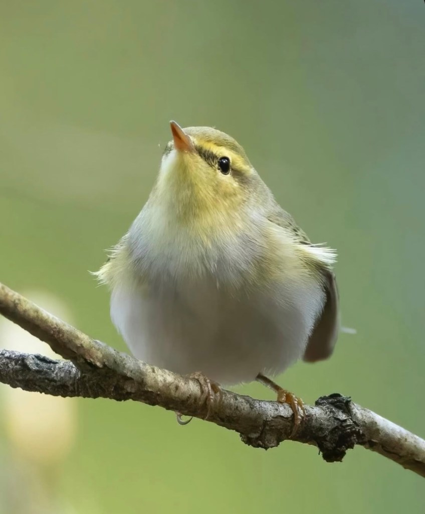 Warbler Scandinavia 