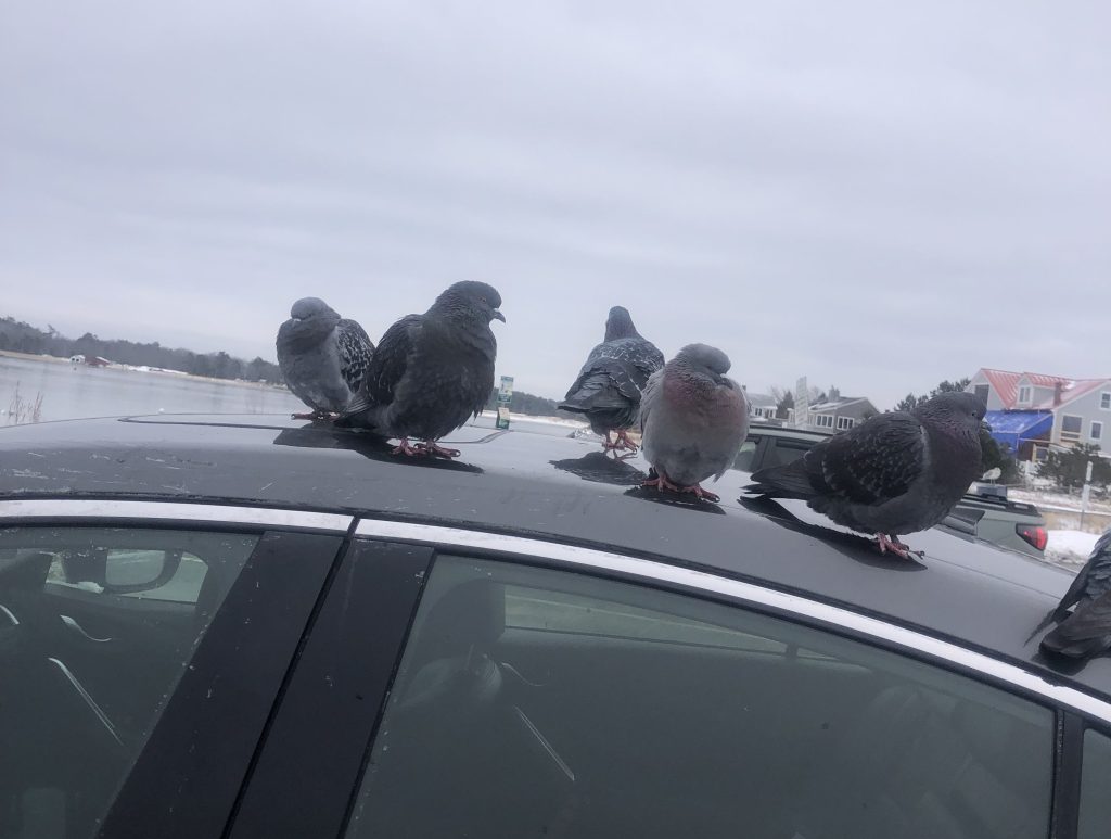 bird, feathers, parking lot, birdwatching, pigeons