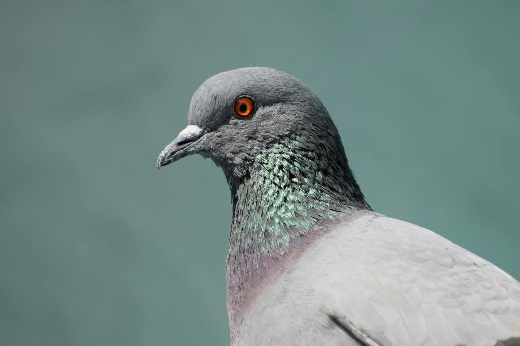 pigeon, portrait, feathers