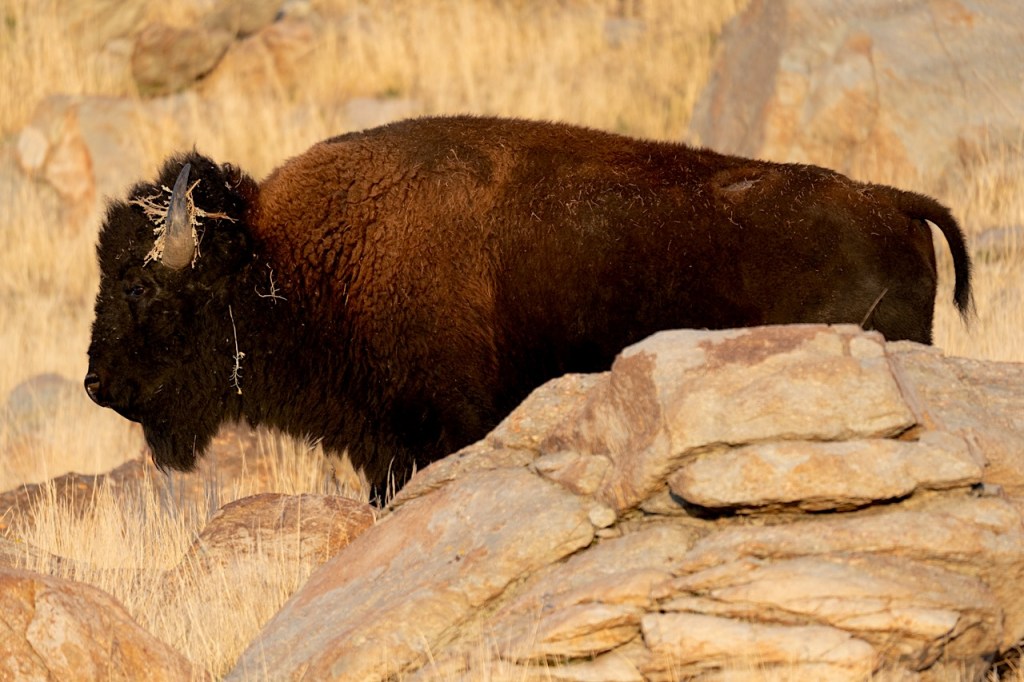 bison north america buffalo animal american west yellowstone antelope island utah wildlife rocks