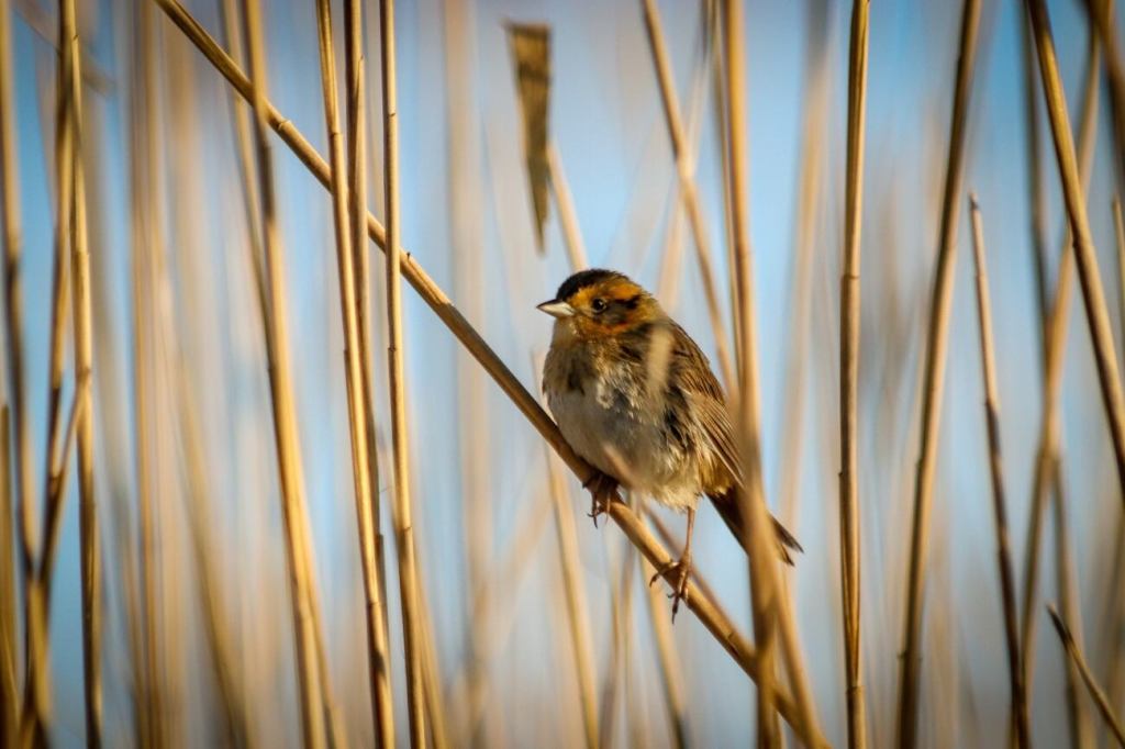 saltmarsh sparrow bird reeds wetlands birdwatching wildlife