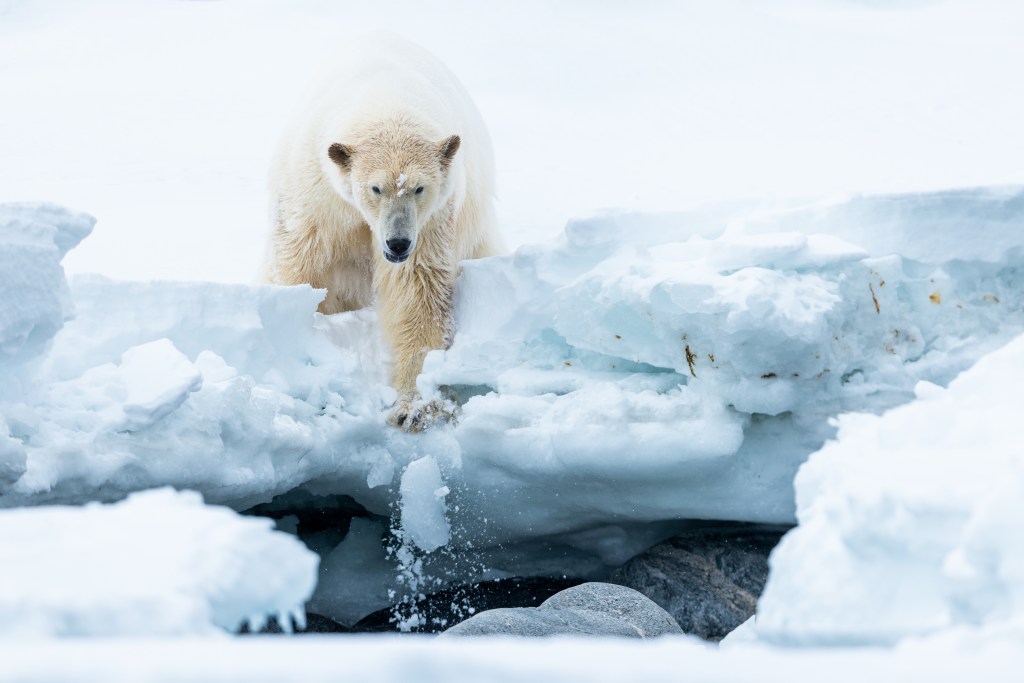 polar bear arctic ice wildlife climate change frozen white winter