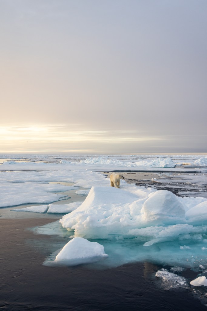 polar bear arctic ice wildlife climate change frozen white winter