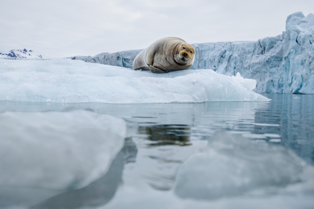 bearded seal walrus arctic polar ice winter water climate change wildlife