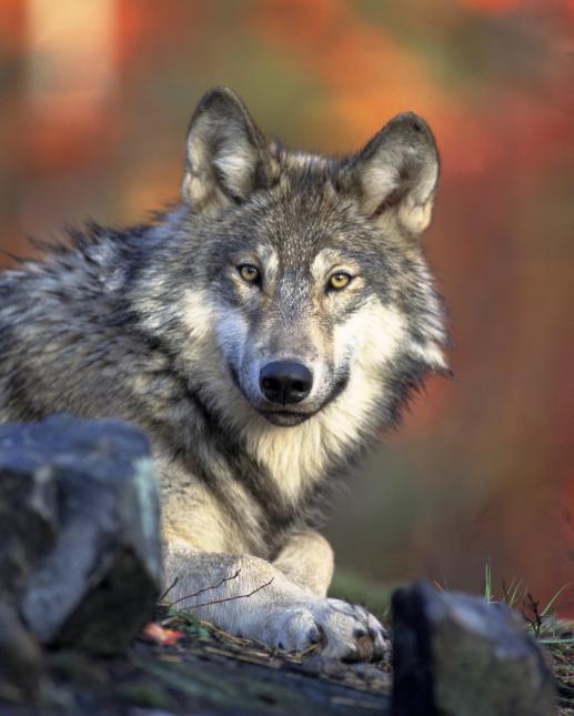 wolf wildlife conservation canine animal yellowstone fur