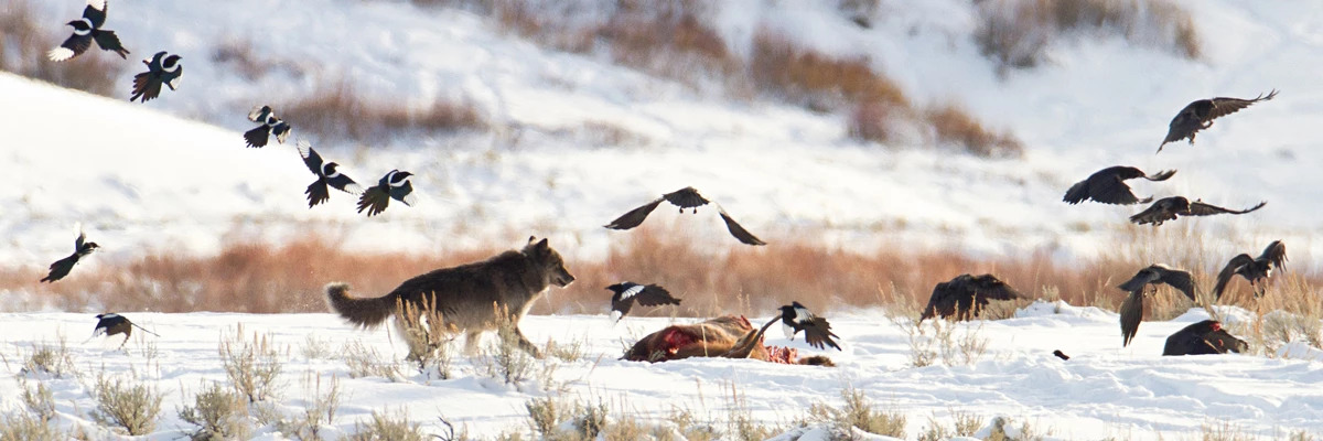 wolf wildlife hunting conservation yellowstone birds vultures death snow animals