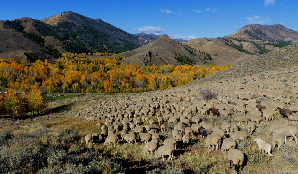 sheep conservation wildlife animals mountains foothills west sky foliage autumn pasture farm