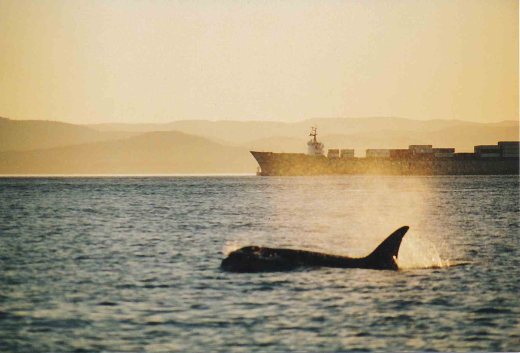 orcas water whales salish sea marine wildlife fish ocean puget sound washington conservation animals sunlight sunrise sunset boat ship nautical vessel pollution morning
