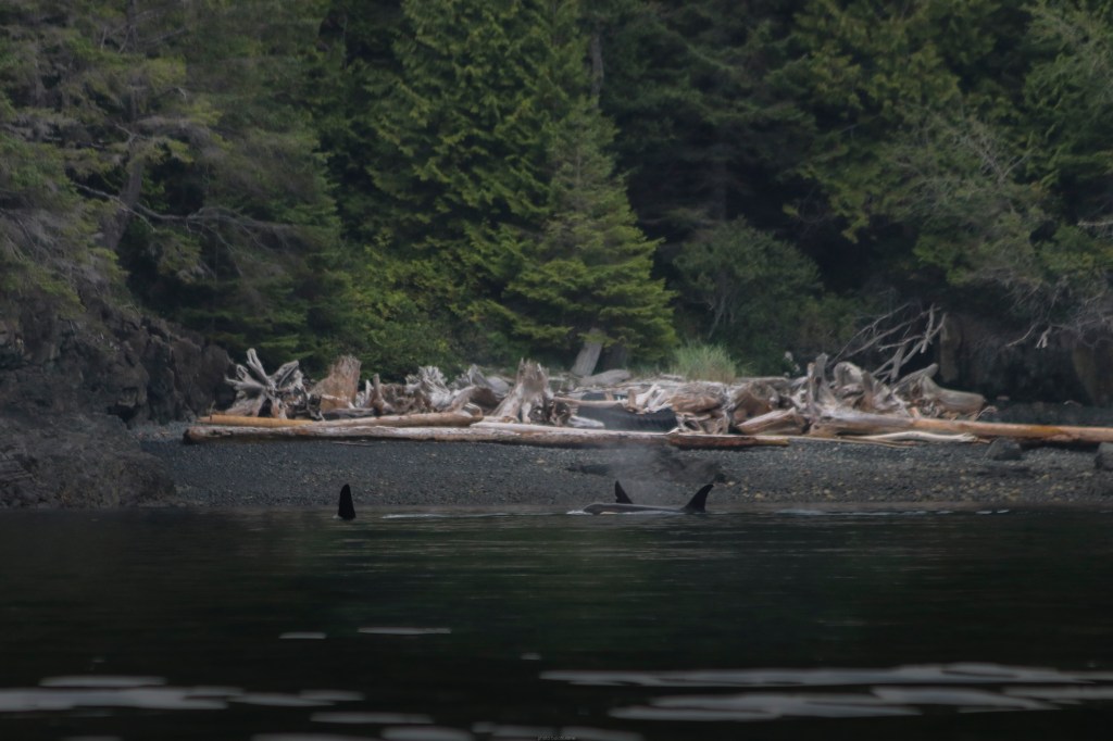 orcas water whales salish sea marine wildlife fish ocean puget sound washington conservation animals pines driftwood beach