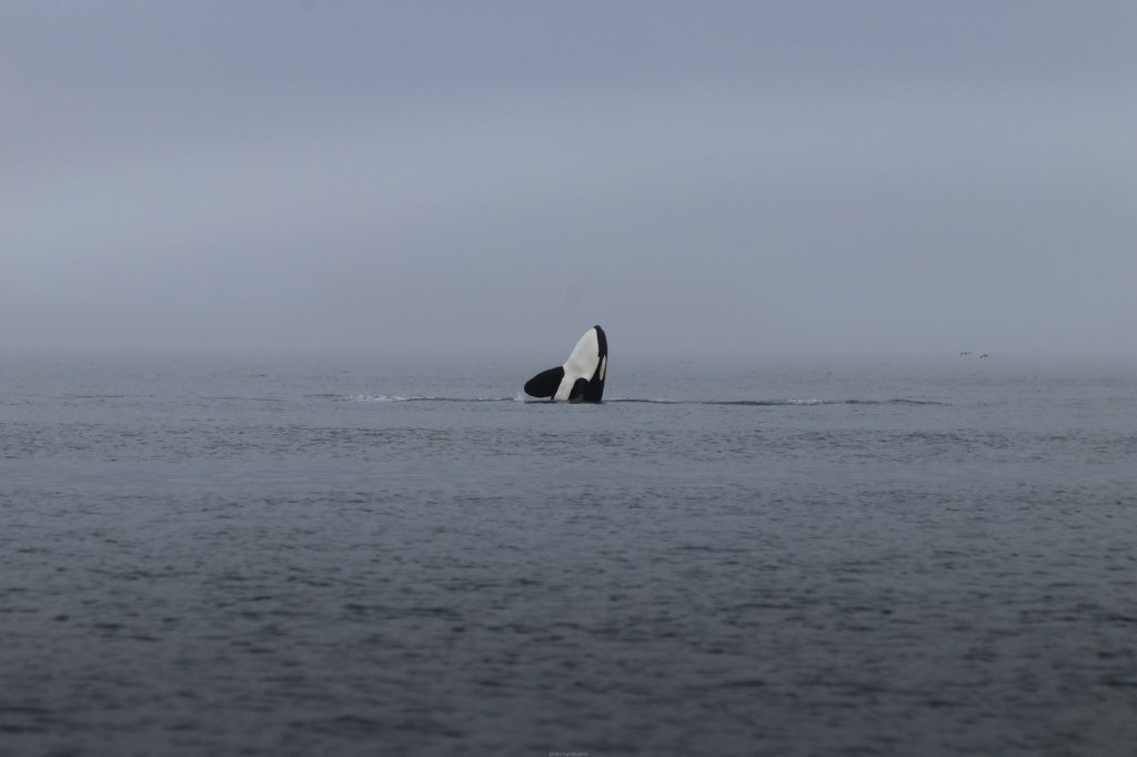 orcas water whales salish sea marine wildlife fish ocean puget sound washington conservation animals