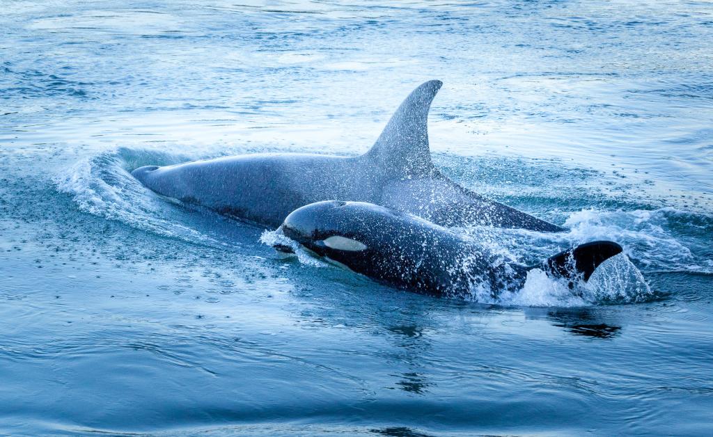 orcas water whales salish sea marine wildlife fish ocean puget sound washington conservation animals