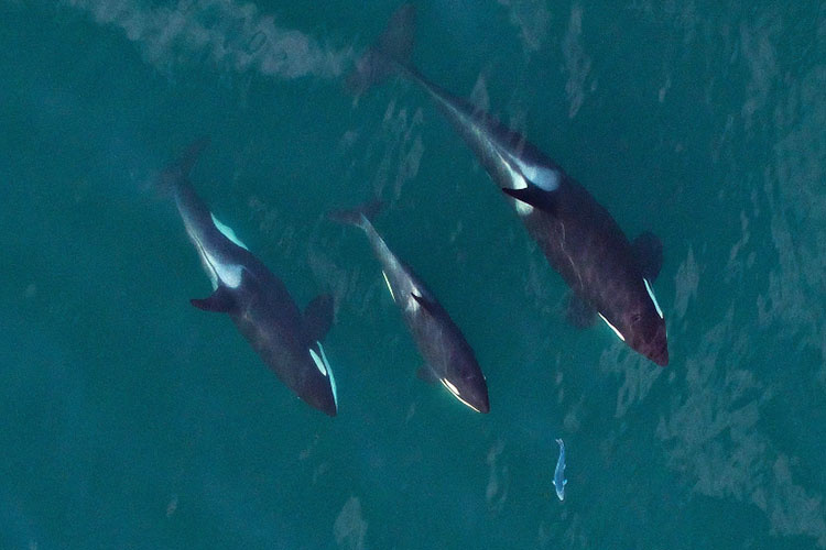 orcas water whales salish sea marine wildlife fish ocean puget sound washington conservation animals
